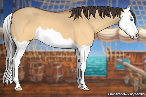Horse Color: Buckskin Dun Splash 