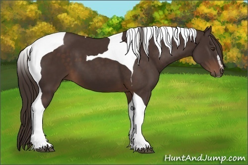 Horse Color: Liver Chestnut Sabino Tobiano 