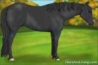 Horse Color:Black 