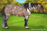 Horse Color:White Spotted Bay Roan 