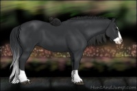 Horse Color:Black Splash