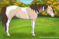 Horse Color:Amber Champagne Dun Splash Tobiano 