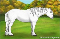 Horse Color:Gray Chestnut