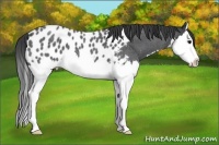 Horse Color:Blue Roan Splash Near Leopard 