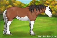Horse Color:Bay Splash 