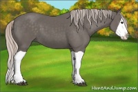 Horse Color:Silver Black Splash 