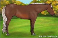 Horse Color:Silver Bay 