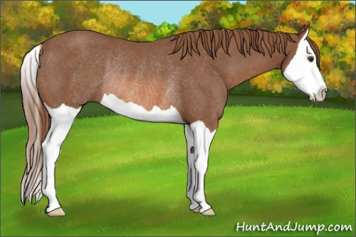 Horse Color: Liver Chestnut Splash Rabicano 