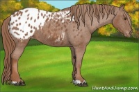 Horse Color:Chestnut Appaloosa