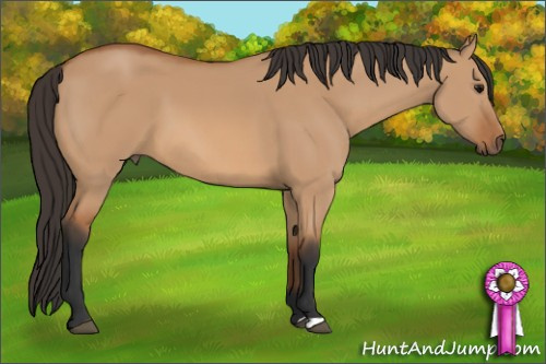 Horse Color: Bay Dun 