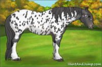 Horse Color:Brown Appaloosa 