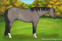 Horse Color:Grullo Rabicano 