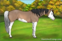 Horse Color:Bay Roan Dun Splash 