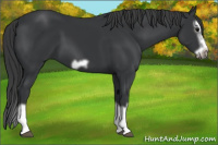 Horse Color:Black Splash Frame 