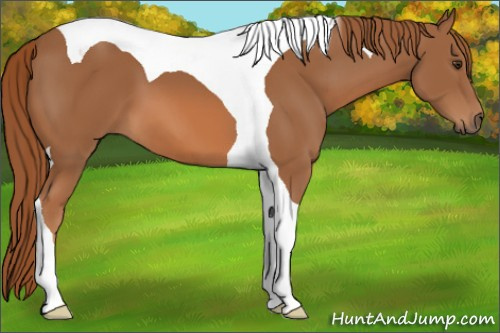 Horse Color: Chestnut Tobiano 
