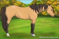 Horse Color:Buckskin 