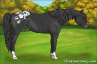 Horse Color:Black Appaloosa