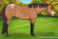 Horse Color:Bay Blanket 