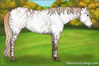 Horse Color:Gray Chestnut Appaloosa 