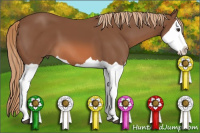 Horse Color:Liver Chestnut Splash