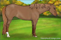 Horse Color:Gray Red Dun