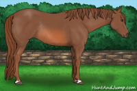 Horse Color:Chestnut Rabicano
