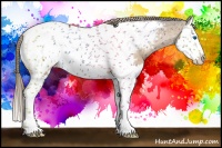 Horse Color:Buckskin Splash Appaloosa 