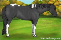 Horse Color:Blue Roan Tobiano 