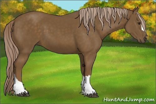 Horse Color: Chocolate Palomino 