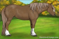 Horse Color:Chocolate Palomino 