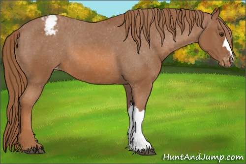 Horse Color: Unknown 