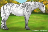 Horse Color:Silver Brown Chinchilla Roan Near Leopard Rabicano 