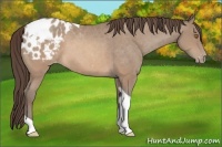 Horse Color:Sable Champagne Tobiano Blanket