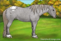 Horse Color:Smoky Black Appaloosa