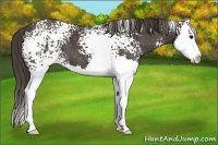 Horse Color:White Spotted Smoky Black Splash 