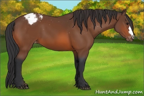 Horse Color: Bay Blanket 