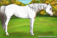 Horse Color:Bay Splash Tobiano Frame Near Leopard 