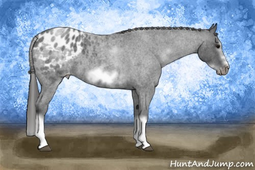 Horse Color: White Spotted Blue Roan Splash Frame Blanket 