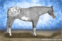 Horse Color:White Spotted Blue Roan Splash Frame Appaloosa