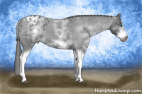 Horse Color:White Spotted Blue Roan Splash Frame Appaloosa 