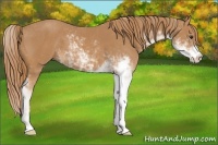 Horse Color:Chestnut Sabino 