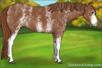 Horse Color:White Spotted Chestnut 