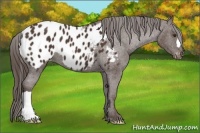 Horse Color:Liver Chestnut Appaloosa 