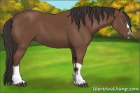 Horse Color:Bay Splash Frame 