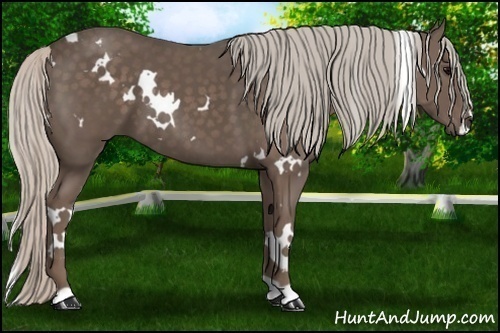 Horse Color: White Spotted Silver Black 