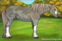 Horse Color:Chocolate Palomino Ice 