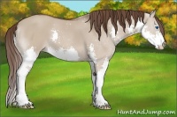 Horse Color:Liver Red Dun Splash 