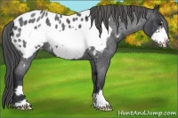 Horse Color:Blue Roan Frame Near Leopard 