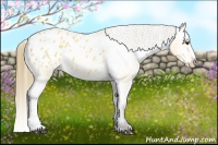 Horse Color:Buckskin Blanket 