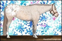 Horse Color:Amber Champagne Ice Appaloosa 